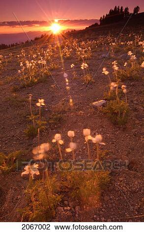 Stock Image - Sunset Over A Field Of Wildflowers, Crater Lake National Park, Oregon, Usa. Fotosearch