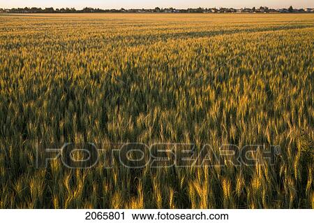 Sunset Over Field Of Wheat, Beside Small Town, Saskatchewan, Canada View Large Photo Image Stock Image - Sunset Over Field Of Wheat, Beside Small Town, Saskatchewan, Canada. Fotosearch
