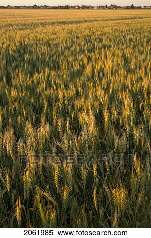 Sunset Over Field Of Wheat, Beside Small Town, Saskatchewan, Canada View Large Photo Image Stock Photography - Sunset Over Field Of Wheat, Beside Small Town, Saskatchewan, Canada. Fotosearch