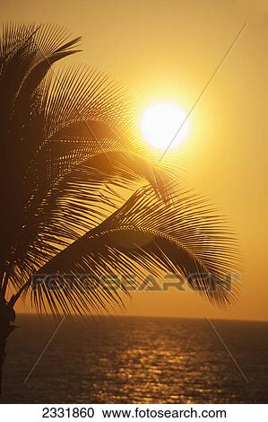 Sunset with a palm tree; Maui hawaii united states of america View Large Photo Image Stock Image - Sunset with a palm tree; Maui hawaii united states of america. Fotosearch