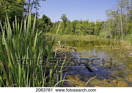 Stock Image - Swamp; Canada, Ontario, Campbellville. Fotosearch