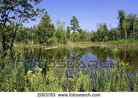 Stock Image - Swamp; Canada, Ontario, Campbellville. Fotosearch