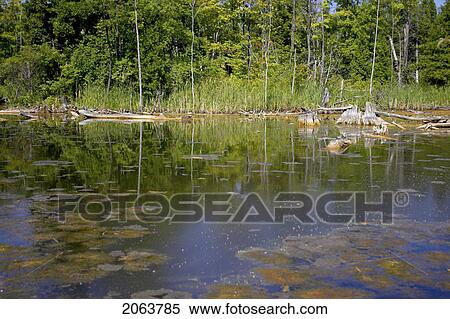 Stock Photography - Swamp; Canada, Ontario, Campbellville. Fotosearch