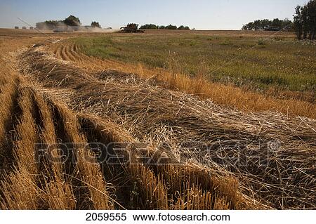 Stock Photography - Swath Of Wheat With Combine In Distance, Redvers, Saskatchewan, Canada. Fotosearch