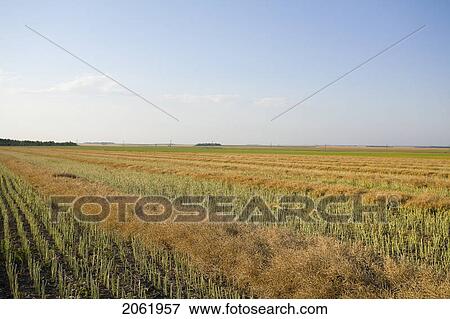 Stock Photo - Swathed Field Of Lentils, Saskatchewan, Canada. Fotosearch