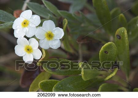 Sweet-Flowered Androsace - Rampart Ponds - Banff National Park, Alberta, Canada View Large Photo Image Stock Photo - Sweet-Flowered Androsace - Rampart Ponds - Banff National Park, Alberta, Canada. Fotosearch