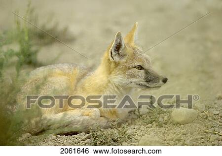 Stock Photograph - Swift Fox, (Vulpes Velox) Is A Prairie Predator. Fotosearch
