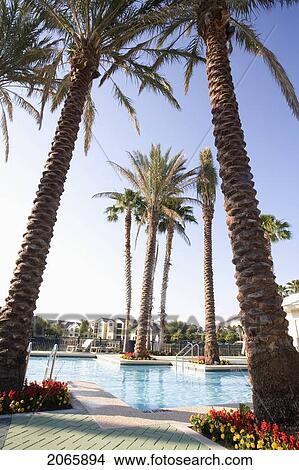 Swimming Pool Surrounded By Palms, Jacksonville, Florida View Large Photo Image Picture - Swimming Pool Surrounded By Palms, Jacksonville, Florida. Fotosearch