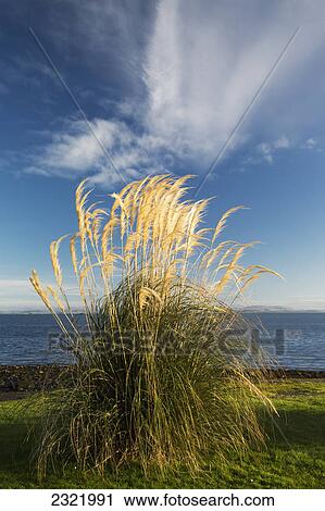 Tall Grasses Growing At The Water's Edge; Dumfries And Galloway Scotland View Large Photo Image Stock Image - Tall Grasses Growing At The Water's Edge; Dumfries And Galloway Scotland. Fotosearch
