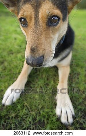 Stock Image - Tan And Black Mixed Breed Dog Looks Intently, Canada, Alberta. Fotosearch