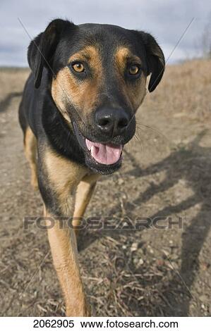 Stock Photography - Tan And Black Mixed Breed Dog Walking On Path, Canada, Alberta. Fotosearch