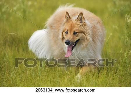 Picture - Tan And White, Long Haired Mixed Breed Dog Stalking, Alberta, Canada. Fotosearch