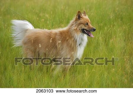 Tan And White, Long Haired Mixed Breed Dog Standing, Canada, Alberta View Large Photo Image Stock Image - Tan And White, Long Haired Mixed Breed Dog Standing, Canada, Alberta. Fotosearch