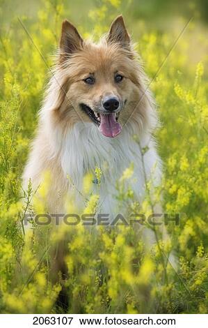 Tan And White, Long Haired Mixed Breed Dog Seated In Yellow Alfalfa, Canada, Alberta View Large Photo Image Stock Photo - Tan And White, Long Haired Mixed Breed Dog Seated In Yellow Alfalfa, Canada, Alberta. Fotosearch