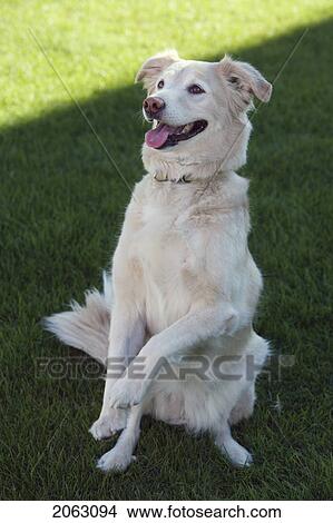 Tan Colour Mixed Breed Dog On Haunches Preparing To Beg, Canada, Alberta View Large Photo Image Picture - Tan Colour Mixed Breed Dog On Haunches Preparing To Beg, Canada, Alberta. Fotosearch