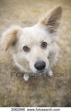 Stock Photograph - Tan Coloured Dog Seated, With One Ear Up, Canada, Alberta. Fotosearch