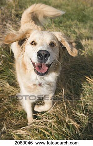 Stock Photograph - Tan Coloured Mixed Breed Dog Looking At Camera, Ready To Play, Canada, Alberta. Fotosearch