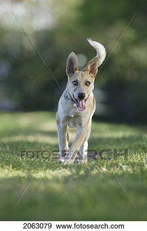 Stock Photo - Tan Coloured Mixed Breed Dog Runs Toward Object In Front Of Camera, Canada, Alberta. Fotosearch
