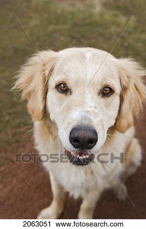 Stock Image - Tan Coloured Mixed Breed Dog Seated, Canada, Alberta. Fotosearch
