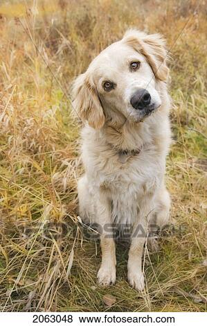 Tan Coloured Mixed Breed Dog Seated With Head Cocked To One Side, Canada, Alberta View Large Photo Image Stock Photo - Tan Coloured Mixed Breed Dog Seated With Head Cocked To One Side, Canada, Alberta. Fotosearch