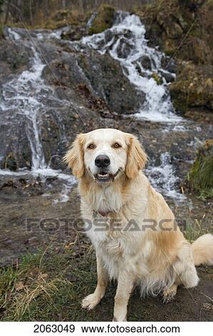 Tan Coloured Mixed Breed Dog Seated Near Waterfall, Canada, Alberta View Large Photo Image Stock Photo - Tan Coloured Mixed Breed Dog Seated Near Waterfall, Canada, Alberta. Fotosearch
