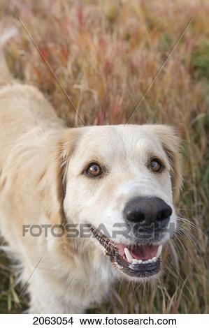 Picture - Tan Coloured Mixed Breed Dog Standing On Long Autumn Grass, Canada, Alberta. Fotosearch