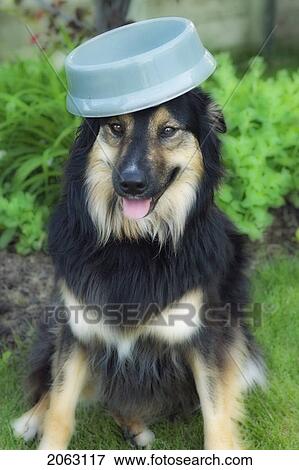 Stock Photo - Tan, White And Black Mixed Breed Dog Balances Food Dish On Its Head, Canada, Alberta. Fotosearch