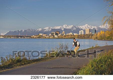 Teenage boy riding his skateboard while being pulled by his rottweiler dog on the tony knowles coastal trail at sunset; Anchorage alaska united states of america View Large Photo Image Stock Photo - Teenage boy riding his skateboard while being pulled by his rottweiler dog on the tony knowles coastal trail at sunset; Anchorage alaska united states of america. Fotosearch