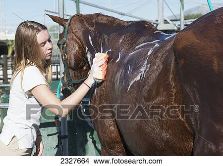 Picture - Teenage girl cleaning a horse; Malaga spain. Fotosearch