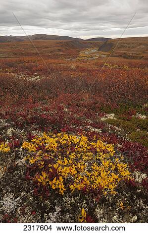 The Autumn Colours On The Tundra Along The Dempster Highway; Yukon Canada View Large Photo Image Picture - The Autumn Colours On The Tundra Along The Dempster Highway; Yukon Canada. Fotosearch