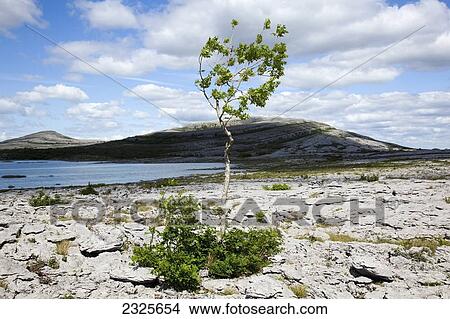 Picture - The burren at mullaghmore; County clare ireland. Fotosearch