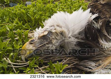 Stock Photograph - The Carcass Of A Bald Eagle (Haliaeetus Leucocephalus) Found Washed Up On The Shore Of Middleton Island In Spring; Alaska United States Of America. Fotosearch