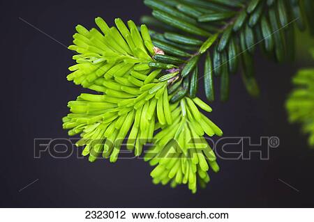 Stock Image - The color of new growth on a sprig of balsam fir; British columbia canada. Fotosearch