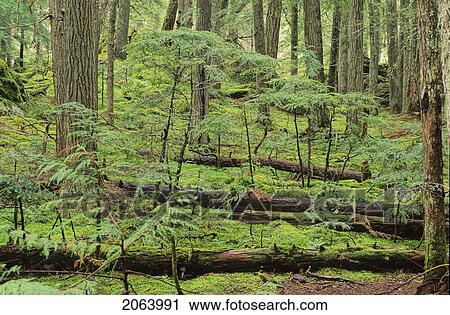 The Emerald Forest, Whistler, Bc, Is Mossy Trees View Large Photo Image Stock Image - The Emerald Forest, Whistler, Bc, Is Mossy Trees. Fotosearch