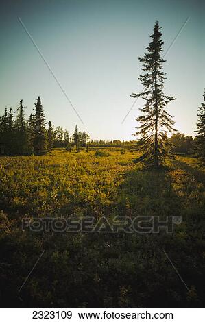 Stock Photo - The evening sun behind a black spruce tree; Alberta canada. Fotosearch