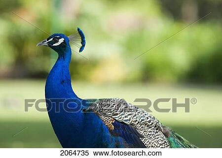 The Indian Peafowl Is A Resident Breeder In India And Sri Lanka. Beacon Hill Park, Victoria, Bc, Canada View Large Photo Image Stock Photography - The Indian Peafowl Is A Resident Breeder In India And Sri Lanka. Beacon Hill Park, Victoria, Bc, Canada. Fotosearch