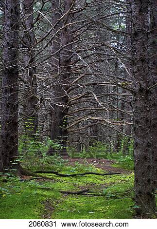 The Lush Forests Around Dyea, Close To Skagway, Alaska. Through The Thick Cover Of The Large Trees Is The Famous Slide Cemetery, Which Houses The Remains Of All Recovered Bodies From The 1898 Chilkoot Trail Avalanche. View Large Photo Image Stock Image - The Lush Forests Around Dyea, Close To Skagway, Alaska. Through The Thick Cover Of The Large Trees Is The Famous Slide Cemetery, Which Houses The Remains Of All Recovered Bodies From The 1898 Chilkoot Trail Avalanche.. Fotosearch