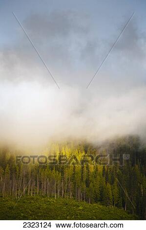 The morning sun burning off the mist above a forest which has recently been logged; Blue river british columbia canada View Large Photo Image Picture - The morning sun burning off the mist above a forest which has recently been logged; Blue river british columbia canada. Fotosearch