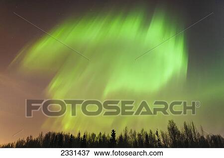 The northern lights above a forest; Anchorage alaska united states of america View Large Photo Image Stock Photo - The northern lights above a forest; Anchorage alaska united states of america. Fotosearch