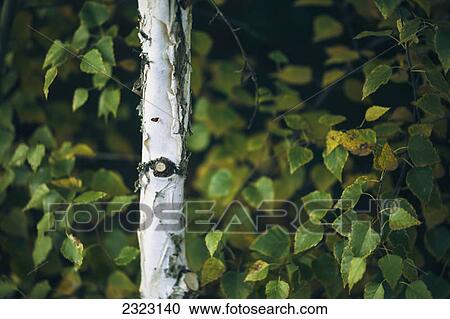 The peeling trunk of a paper birch in front of birch leaves; Alberta canada View Large Photo Image Stock Image - The peeling trunk of a paper birch in front of birch leaves; Alberta canada. Fotosearch