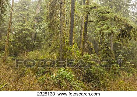 The rainforest in pacific rim national park on vancouver island; British columbia canada View Large Photo Image Stock Image - The rainforest in pacific rim national park on vancouver island; British columbia canada. Fotosearch