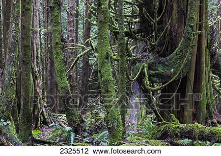 Stock Image - The rainforest in pacific rim national park vancouver island; British columbia canada. Fotosearch