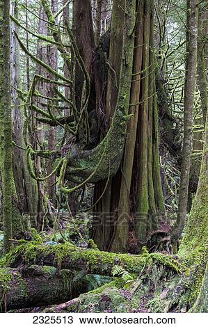 Stock Image - The rainforest in pacific rim national park vancouver island; British columbia canada. Fotosearch