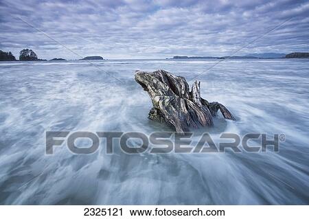The tide coming in and flowing around a sunken piece of driftwood chesterman beach; Tofino vancouver island british columbia canada View Large Photo Image Stock Image - The tide coming in and flowing around a sunken piece of driftwood chesterman beach; Tofino vancouver island british columbia canada. Fotosearch