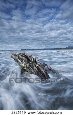 Stock Photo - The tide coming in and flowing around a sunken piece of driftwood chesterman beach; Tofino vancouver island british columbia canada. Fotosearch