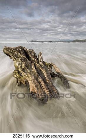 Stock Photograph - The tide coming in and flowing around a sunken piece of driftwood chesterman beach; Tofino vancouver island british columbia canada. Fotosearch
