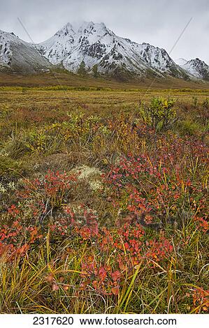Stock Image - The Tundra And Snow Covered Mountains Along The Dempster Highway; Yukon Canada. Fotosearch
