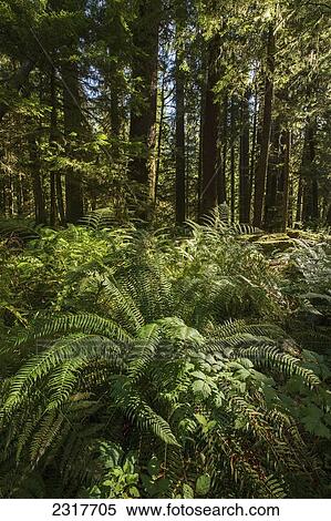 Stock Photography - The Vegetation Of Goldstream Provincial Park; Vancouver Island British Columbia Canada. Fotosearch