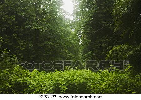 Stock Photo - Thick and vibrant green undergrowth in a temperate rain forest; Bridal veil falls british columbia canada. Fotosearch