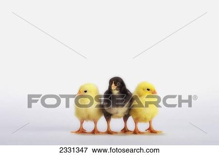 Three baby chicks in a row; British columbia canada View Large Photo Image Stock Photo - Three baby chicks in a row; British columbia canada. Fotosearch